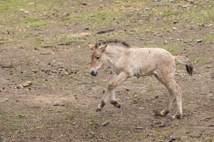 After being declared extinct in the wild in the 1960s, Przewalski's horses are slowly making a comeback.