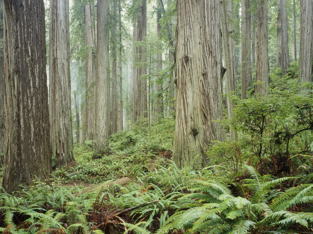 Redwood National Park