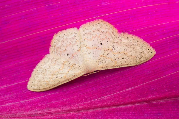 Moth Display thumbnail