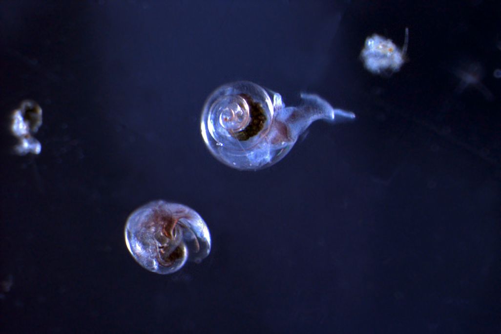 20121126103016shells.jpg
