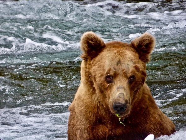 Forlorn eyed bear with sprig of greenery in its mouth after a chase at Brooks Falls, Alaska thumbnail