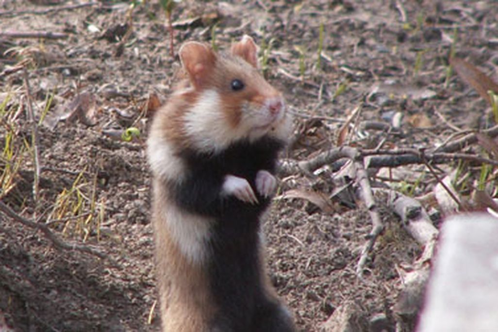 The European hamster is bigger than the petstore variety and has a black belly