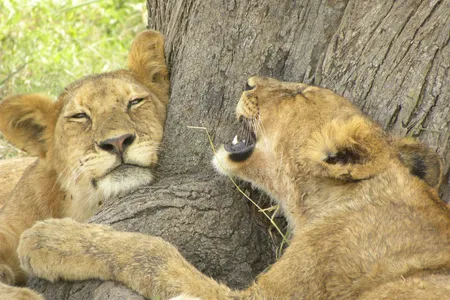 Lions in South Africa&rsquo;s Greater Kruger National Park are feared by many different prey animals, which will run away as soon as they hear a lion growl.