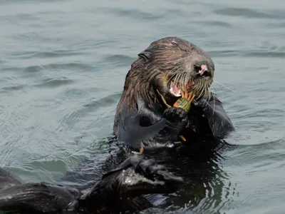 Hungry Sea Otters Are Taking a Bite Out of California's Invasive Crab Problem, New Study Finds image