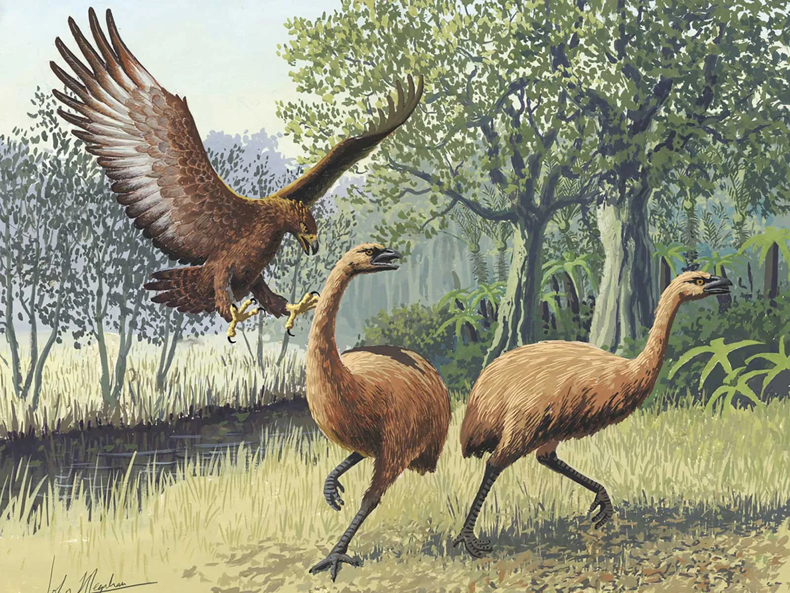 How a Giant Eagle Once Came to Dominate New Zealand | Science| Smithsonian  Magazine
