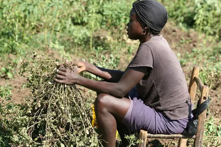 A Haitian woman collects peanuts in 2012.