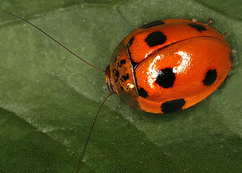 I Am Officially in Love With Cockroaches 