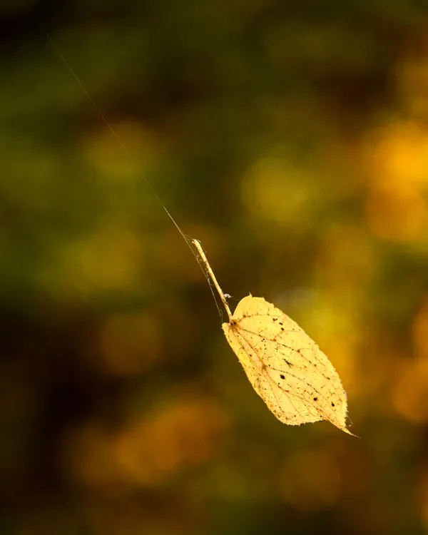 The Spider Caught a Leaf thumbnail