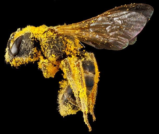 Halictus ligatus covered in pollen, Morris Arboretum, Philadelphia, PA