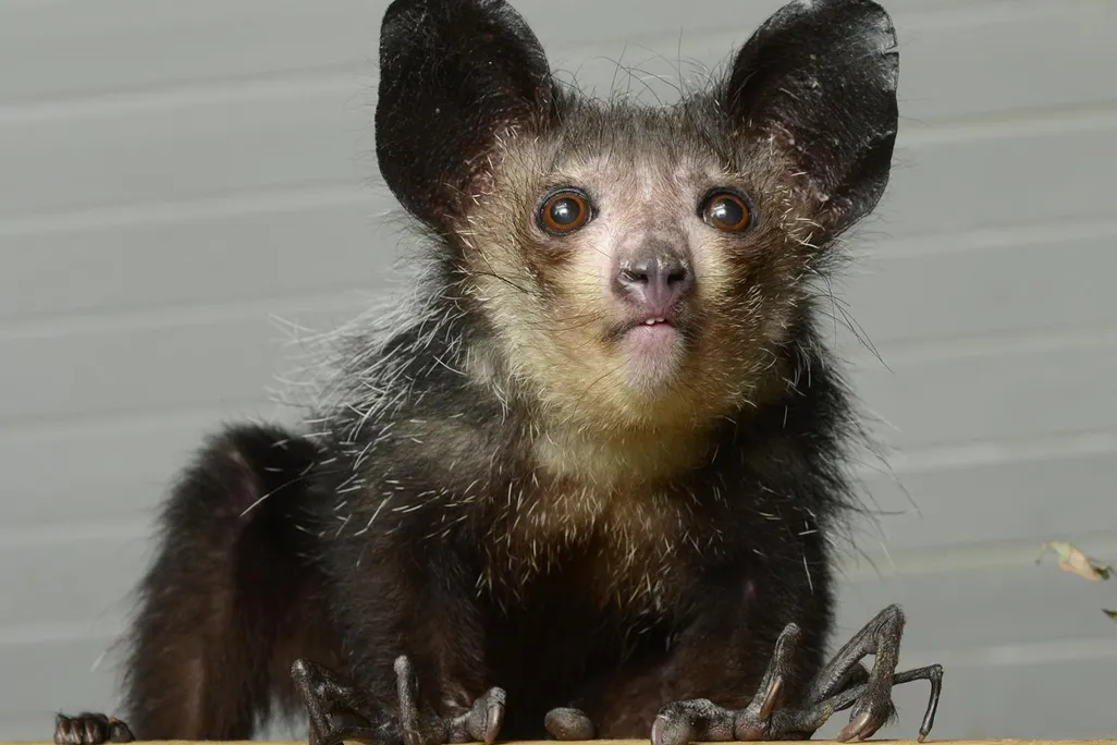 Aye-aye 2