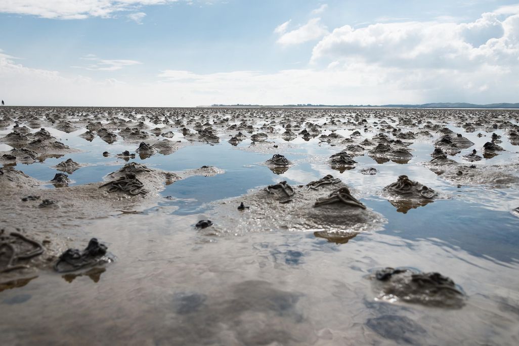 Wattenmeer_Nordsee.jpg