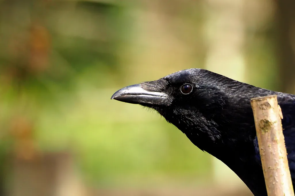 The head of a black carrion crow, in profile, looking left.