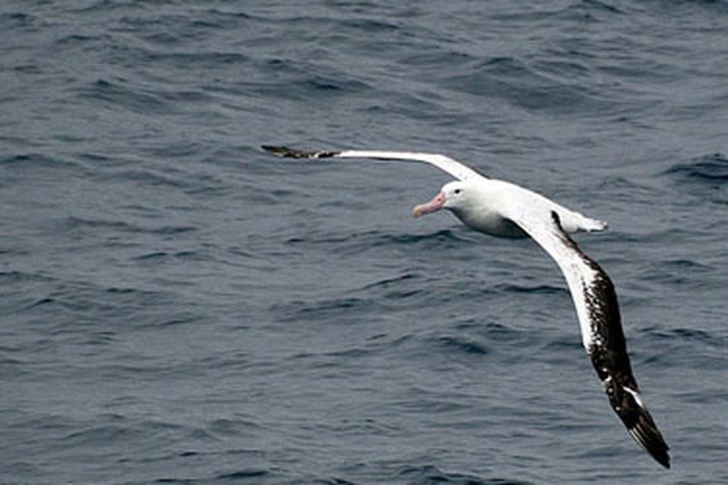 The winged albatross