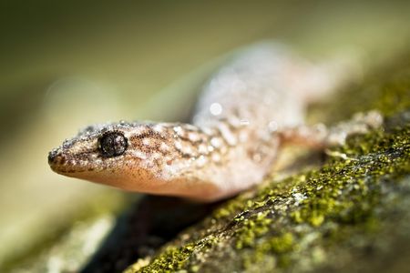 Geckos have amazingly-structured feet, but new research indicates that the lizards' skin also possesses exceptional properties. 