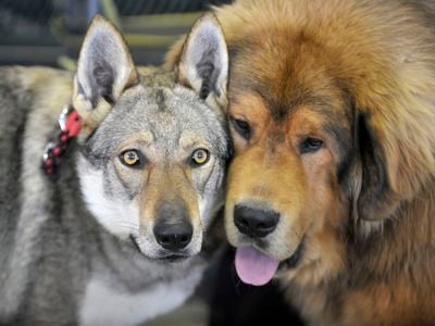 A wolf-dog (left) and a mastiff. 