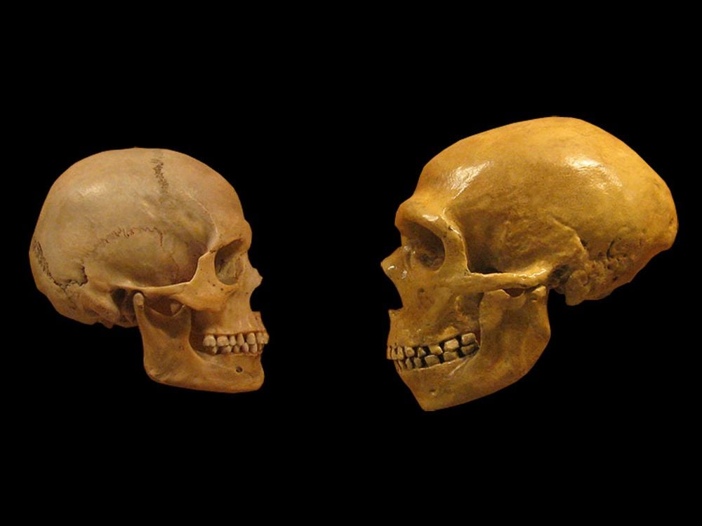 Skulls Human and Neanderthal