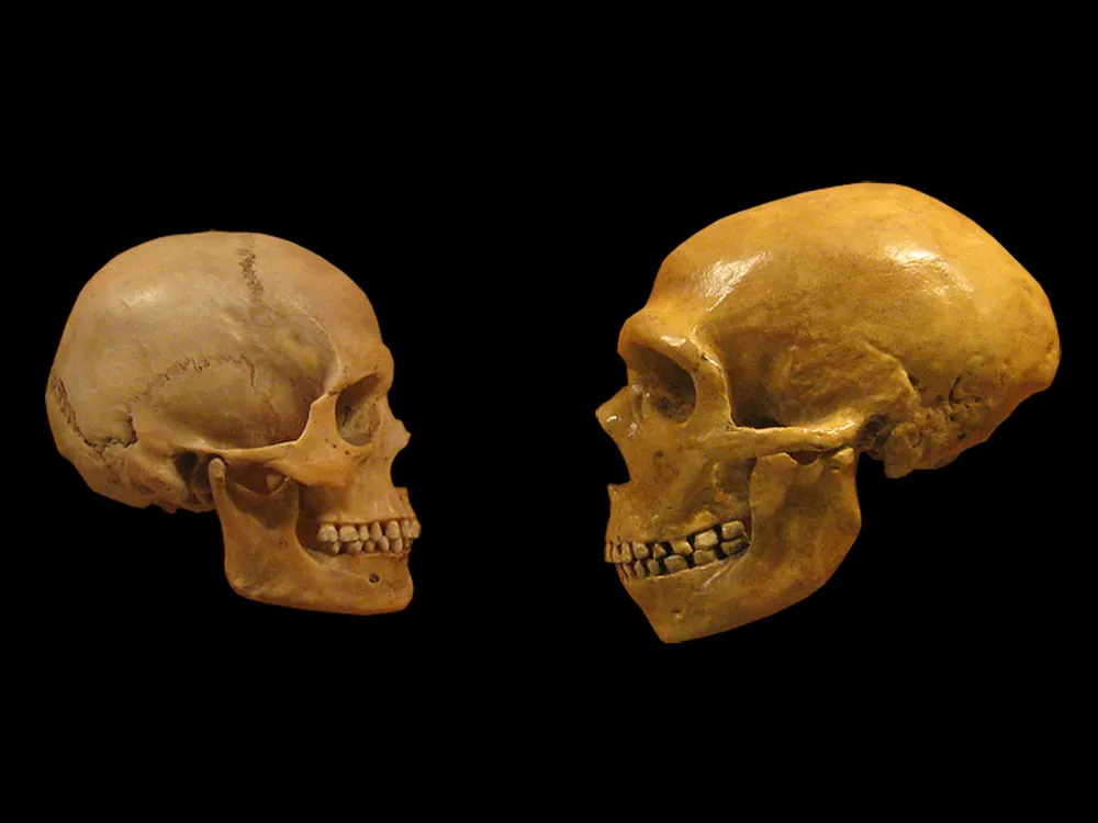 human evolution timeline skulls