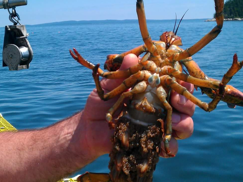 Lobster Eggs Smithsonian Photo Contest Smithsonian Magazine