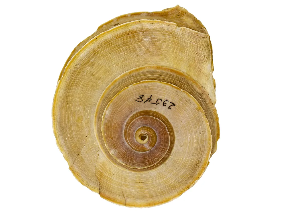 EO_035269_Land_Snail_Tropidophora_cuvieriana_001.jpg