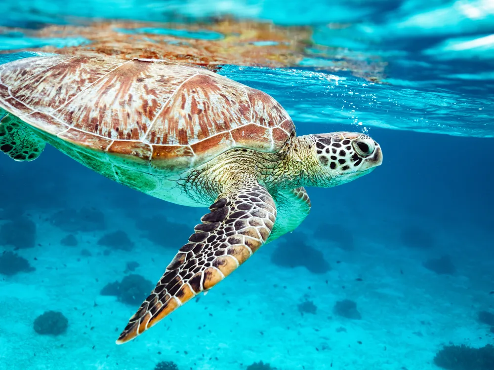 Green sea turtle swimming in bright blue water
