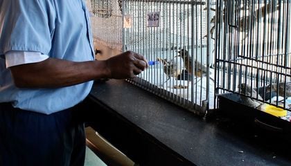 In Prisons Across Ohio, These Inmates Are Finding Meaning by Saving Orphaned and Injured Animals
