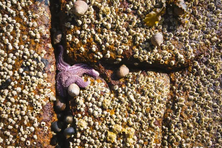 A starfish and barnacles along the side of a formerly sunken wall