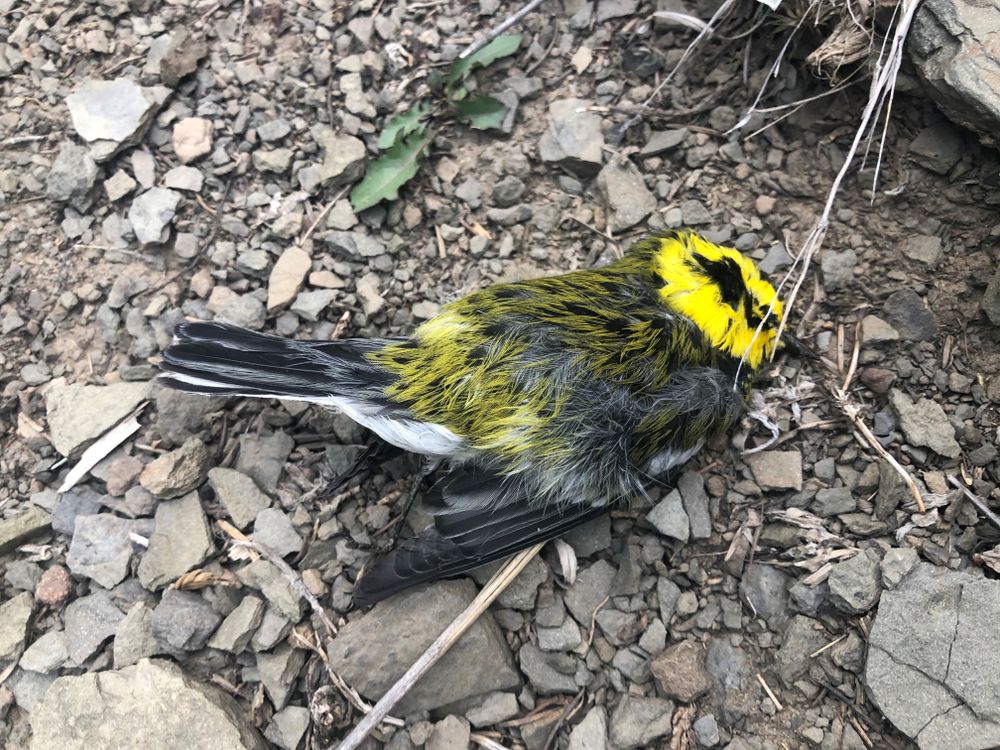 A dead Townsend's Warbler in gravel