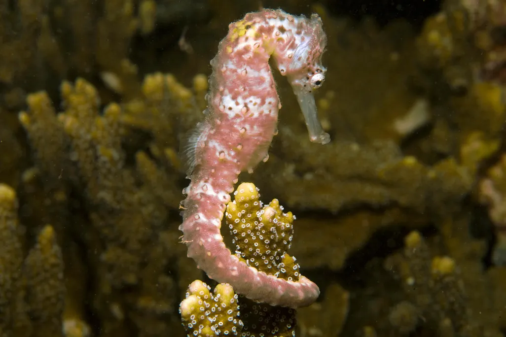 seahorse
