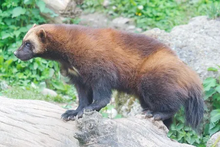 A Wolverine atop a tree log.