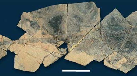 A skeleton of the Late Triassic ichthyosaur Shastasaurus liangae.