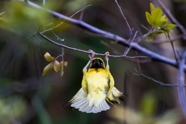 Nature's gymnast thumbnail