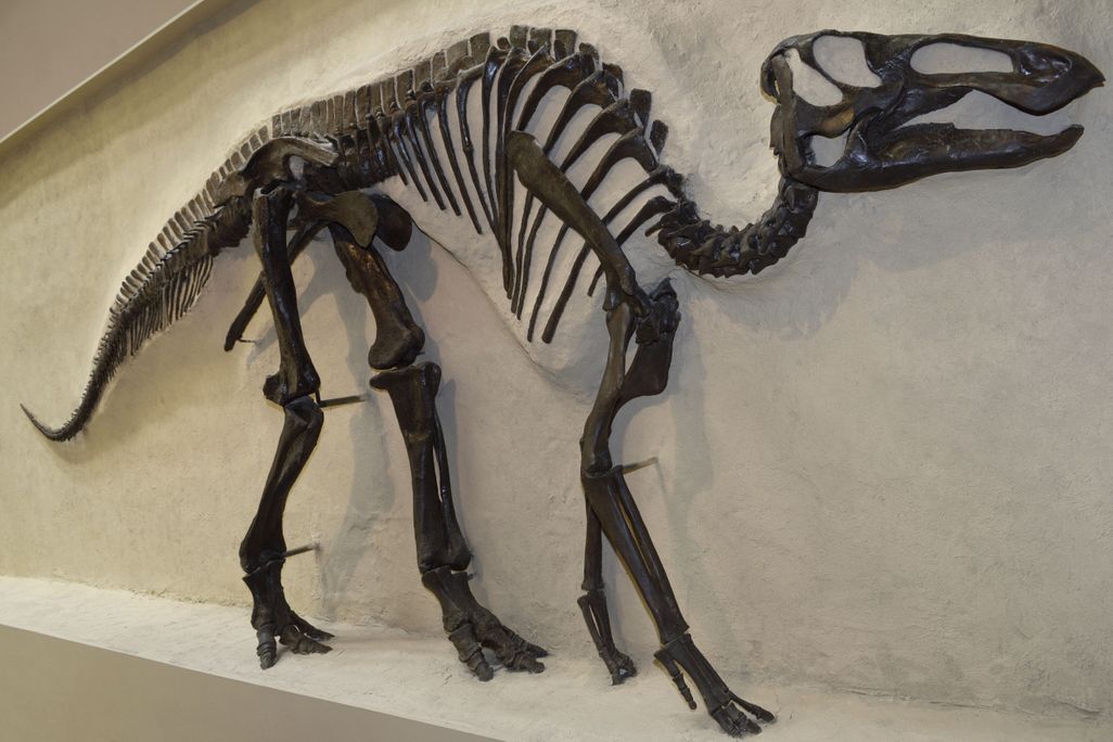 dinosaur skeleton