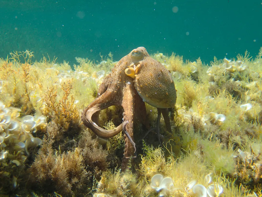 an octopus underwater with yellow vegetation around it