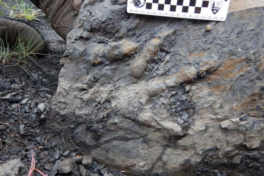 Dino Footprint