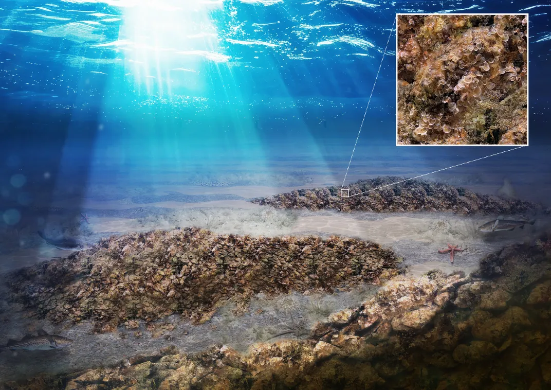 Oyster reefs on the bottom of sea floor