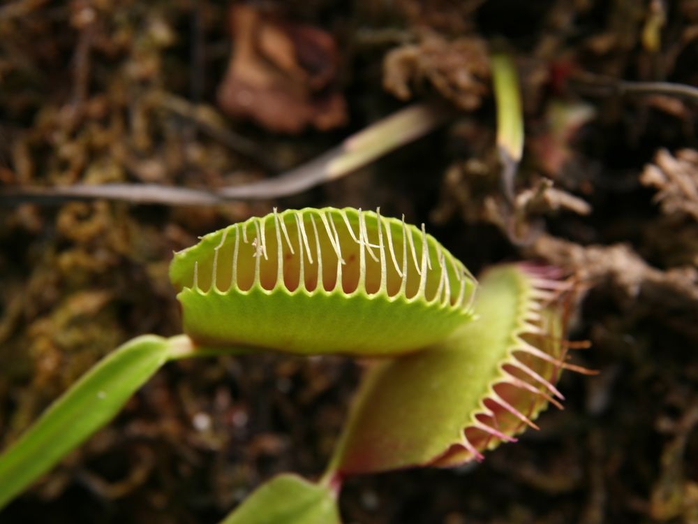 Venus Fly Trap