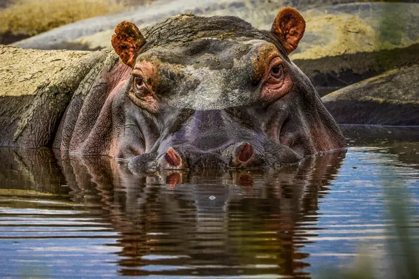 A face after waking up thumbnail