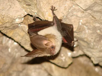How a Fantastical Labyrinth Became a Crucial Habitat for Europe’s Bats image