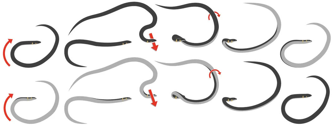 A cartoon showing a snake performing a rolling motion