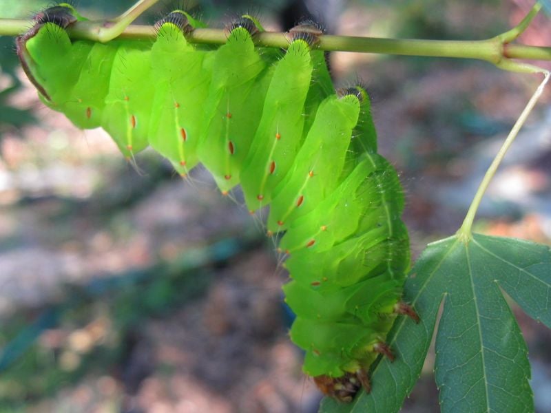 Caterpillar eating maple leaf  Smithsonian Photo Contest  Smithsonian