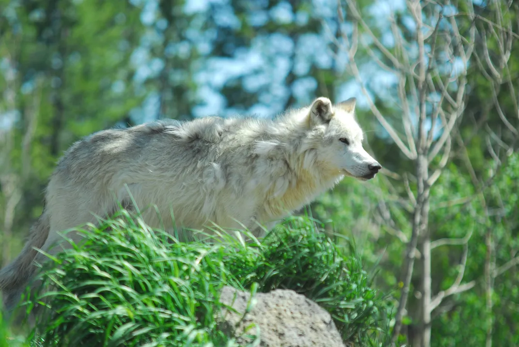 Gray wolf, Yellowstone National Park