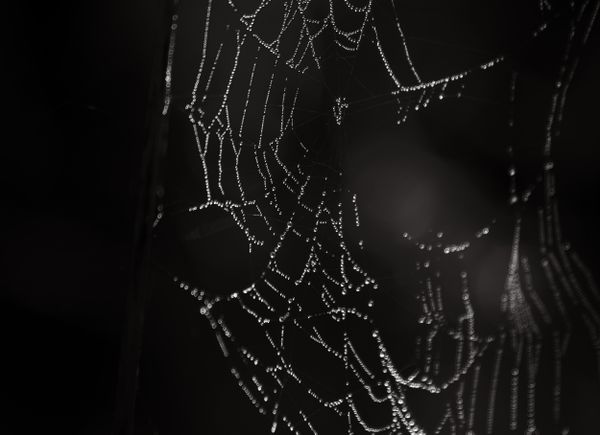Spiderweb catches droplets thumbnail
