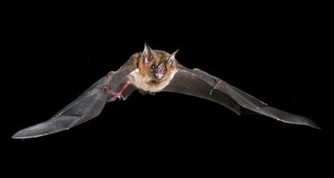 bats stretch their tendons