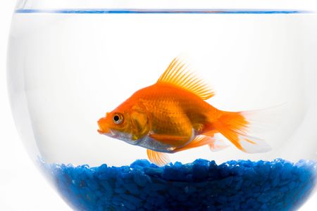 No ornamental fish antibiotics are regulated by the FDA. 