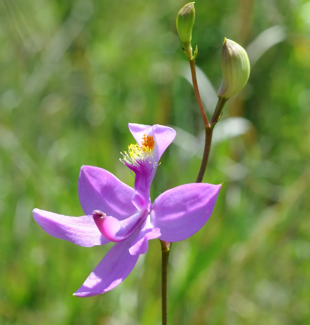 Why the Conservation of Orchids Is No Simple Matter