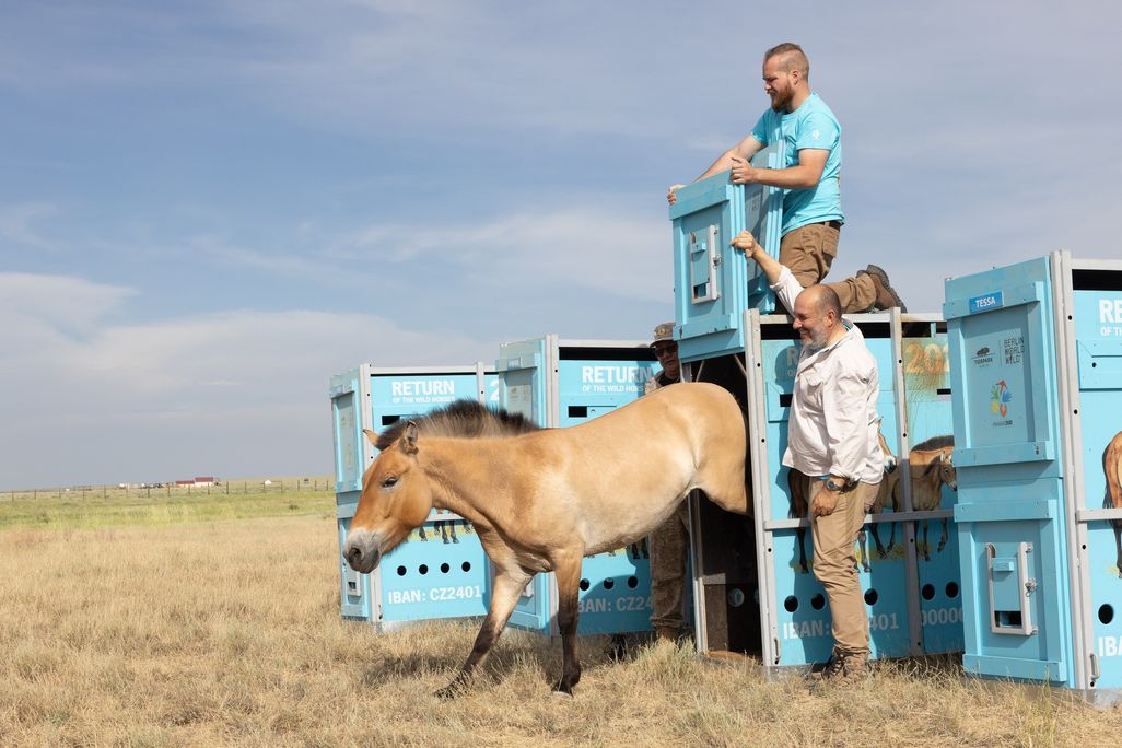 A takhi horse is released into the Alibi reintroduction center in the Altyn Dala in central Kazakhstan.