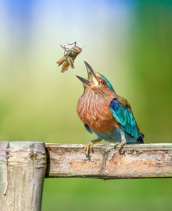 Indian roller tossing grasshopper thumbnail