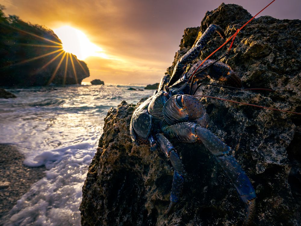 Guardian of The Rock of Polynesia | Smithsonian Photo Contest ...