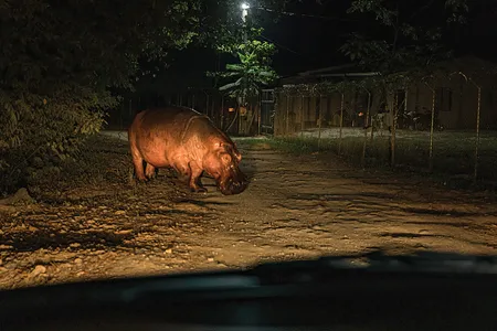 A hippo crosses a rural road near Doradal, Colombia. Experts say that left unchecked the hippo population could grow to 1,400 by 2040.