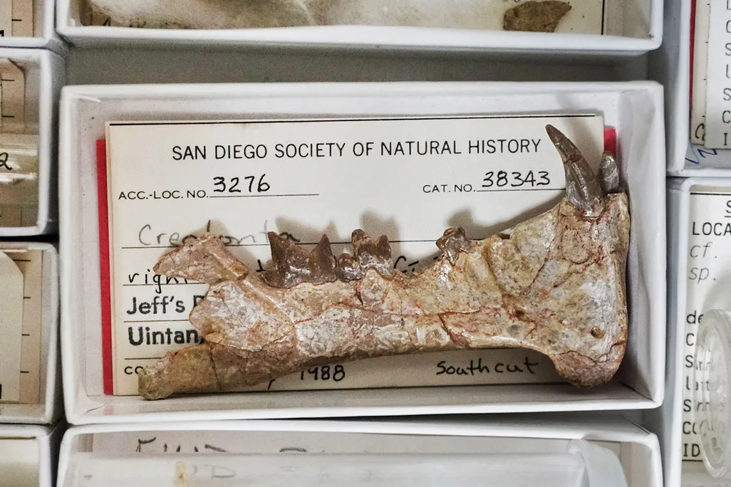 Diegoaelurus Sabertooth Fossil